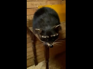 Неутомимая соня