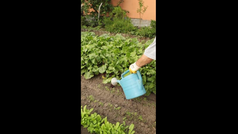 Подкормите свёклу и морковь отваром хвоща! корнеплоды вырастут крупными и хорошо сохранятся