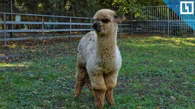 Альпака и маленькая лама