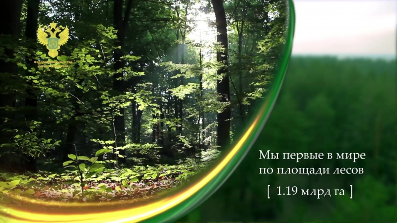 Лес национальное достояние