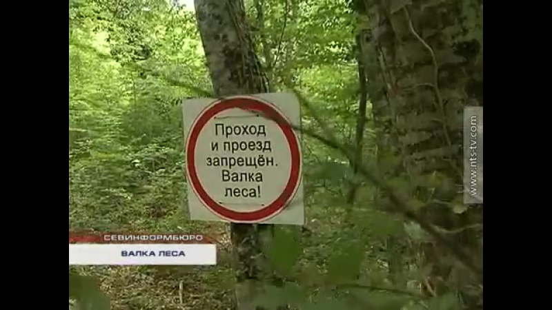 Деревьев porn video – 15 06 2016 над урочищем ласпи спилят три тысячи деревьев