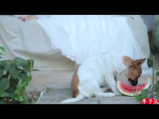 Long, tender and fresh bean sprouts are nutritious and pollution free （又长又嫩又新鲜，这样种豆芽才能保证营养无公害）