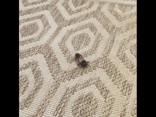 Bumble bee sex on my balcony they've been at it лондон