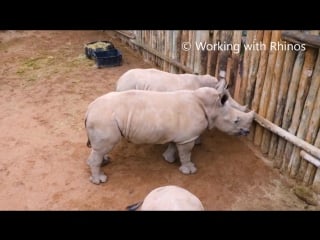 Baby rhinos cry when their milk runs out!