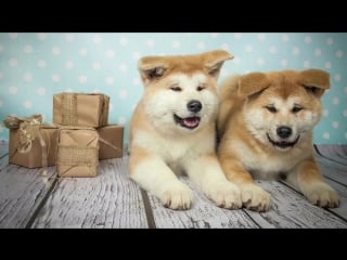 Щенки akita inu