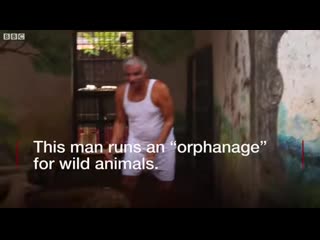 Indian man, risking harm, takes care of orphan wild porn in his own home