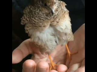 Pheasant laying an egg