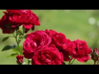Эротика секси эротические сексуальные девушки стриптиз секс массаж лесби эротика порно girls sexy sex porn erotic 7
