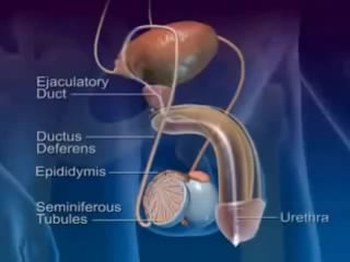 Как выходит сперма эякуляция анимация