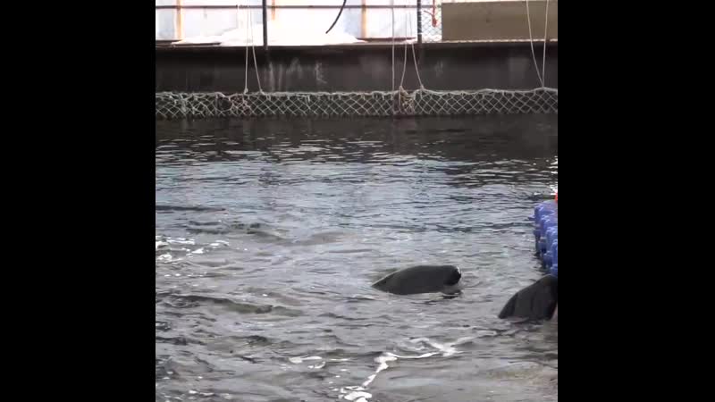 Запрет на вылов косаток и белух