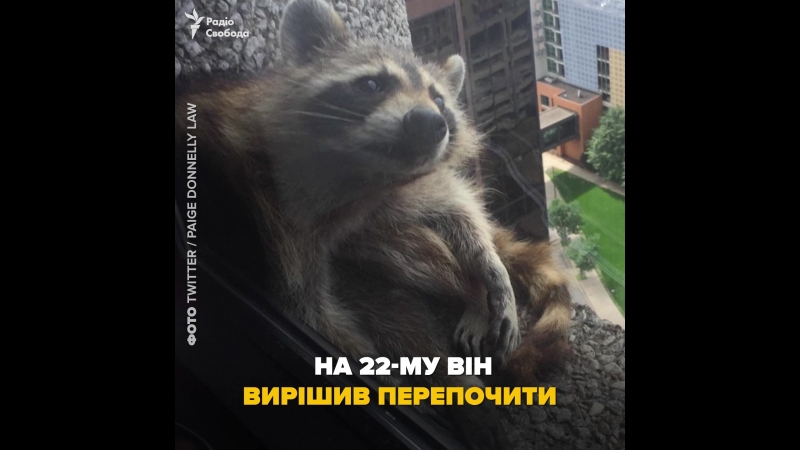 Єнот на хмарочосі