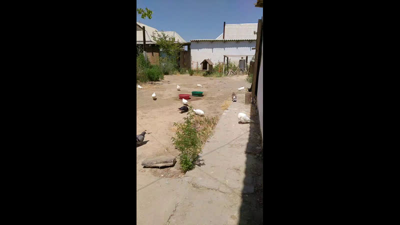 Live оңтүстік құсшылары