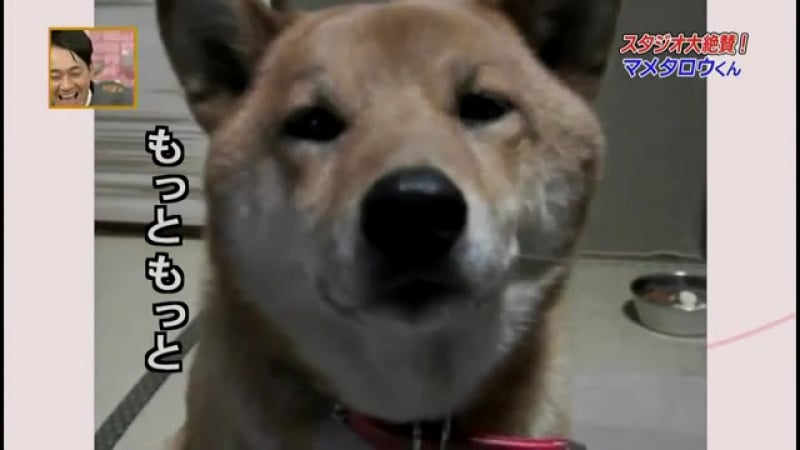 Умеет регулировать громкость )