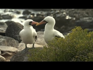 Islas galápagos ecuador