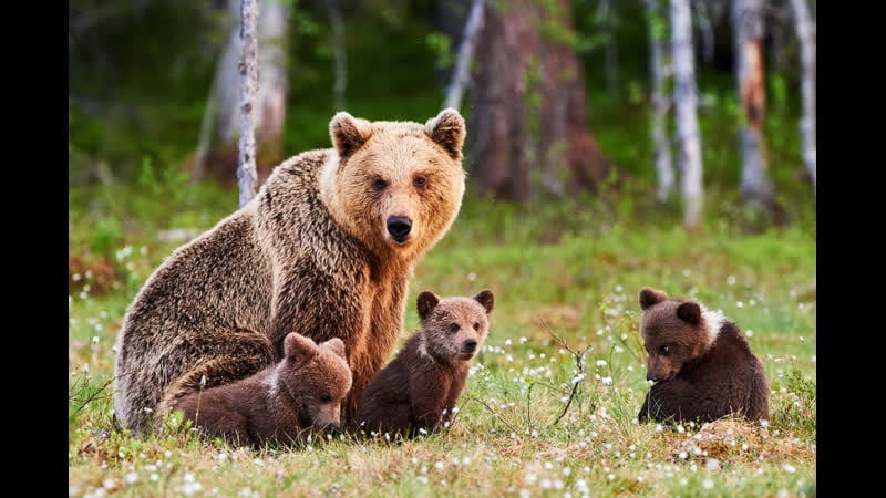 Три медвежонка и мама медведица