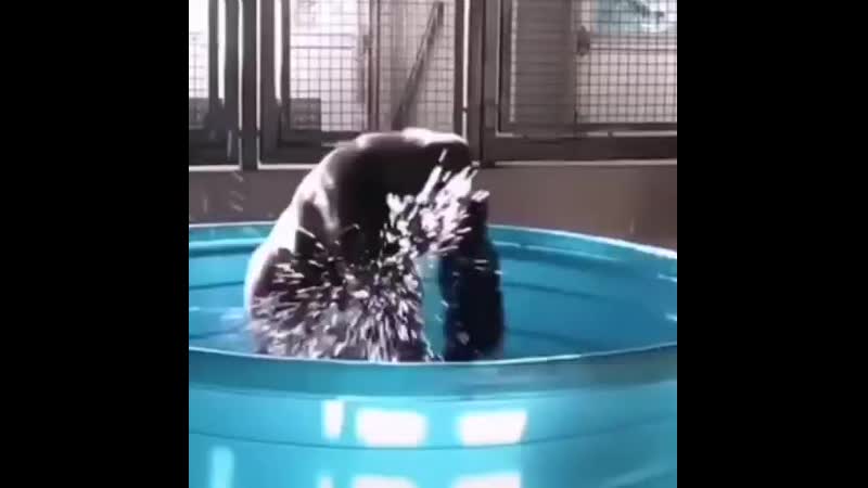 Ебанутая обезьяна флексит под моргенштерна