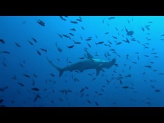 Хищники океанов /ocean predators/ 2013 |3d|