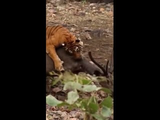 Lil krystalll рнб внатуре (snippet)