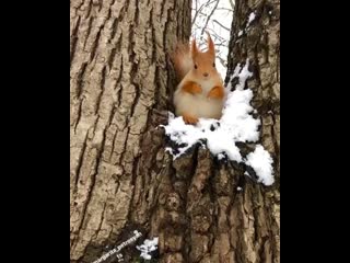 Margarita petrosyants 20200111 5 mp4