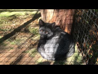 Милая лисичка чернобурка и ее соседи дикобразы! a cute black fox and her porcup