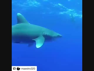 Помог акуле