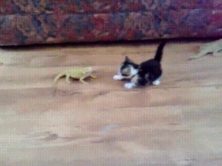 Kitten vs lizards