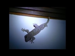 Так кричит геккон токи (gekko gecko)