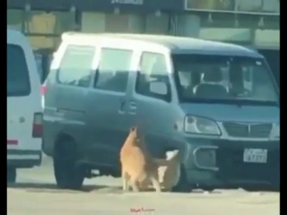 Как выглядит равноправие в отношениях