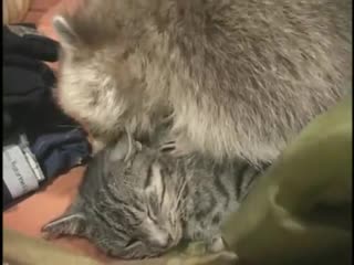 Raccoon and cat playing