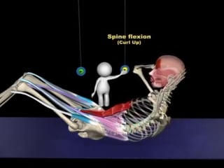 Sit up curl up anatomy