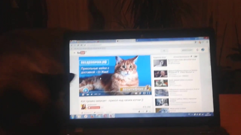 Кошка mika кот мяукает прикол с кошкой прикол над своим котом