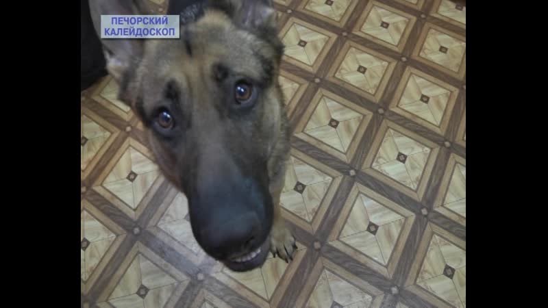 Девушка кинолог