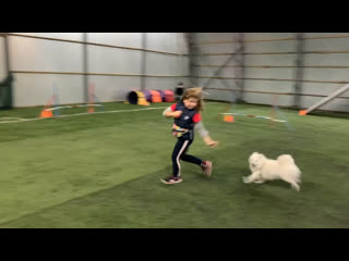 Японский шпиц рикки и марьяна