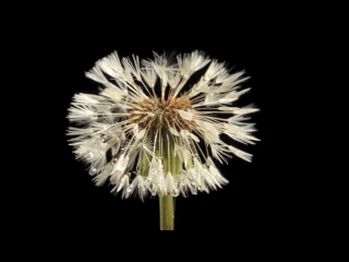 Dandelion flower and clock blowing away time lapse
