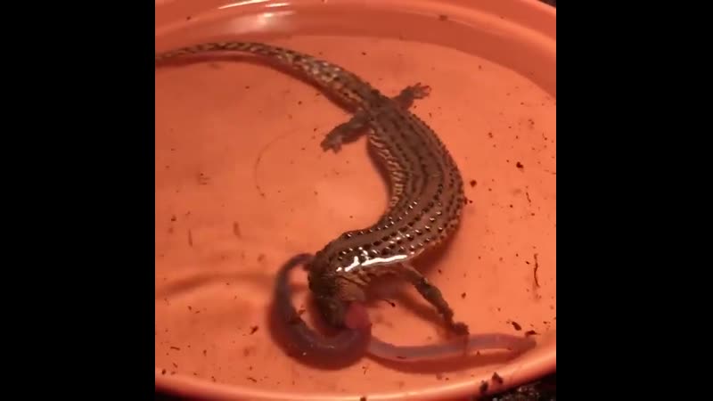Калимантанский безухий варан обожает дождевых червей