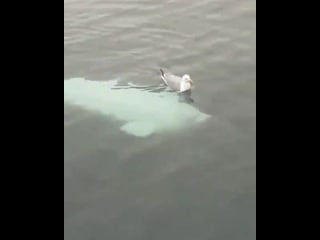 A beluga whale caught trolling a seagull