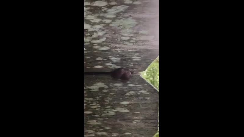 Повсюду капканы