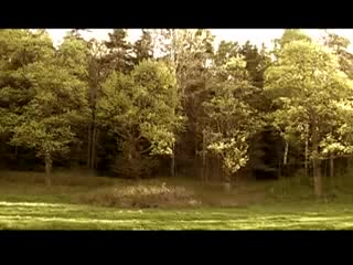 Porsche 356 tripp 356 1965