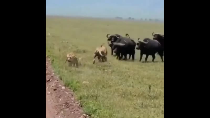 Буйволы прогнали семейную пару 😃