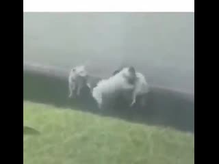 Собачья оргия