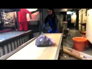 Самая опасная рыба