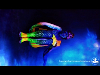 Angelfish fine art bodypainting