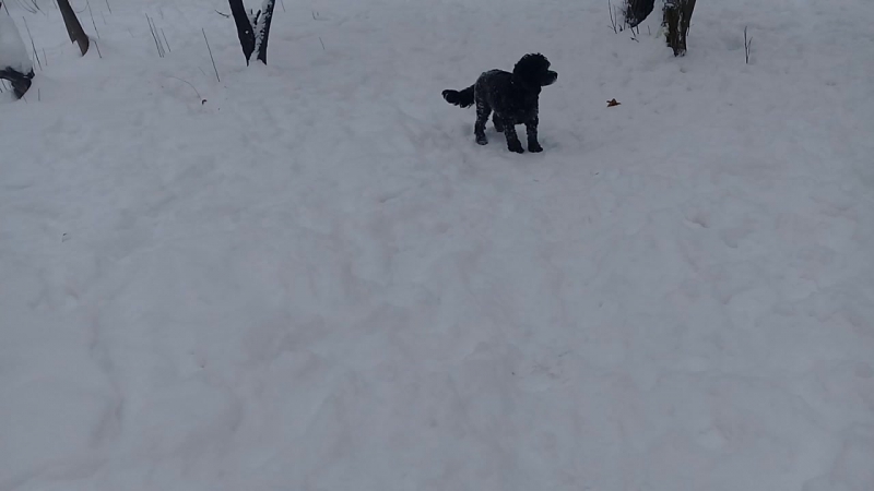 Одри ловит снежки и лету