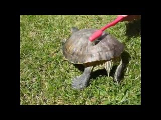 Tortoise is dancing at satisfaction (!! возбуждает моментально)