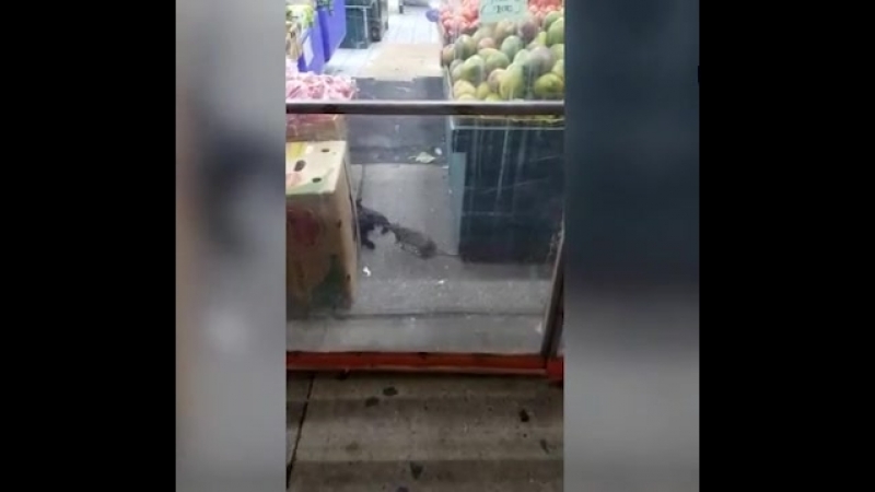 Крыса прогоняет кота