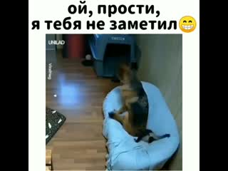 Наглый собакен🙂