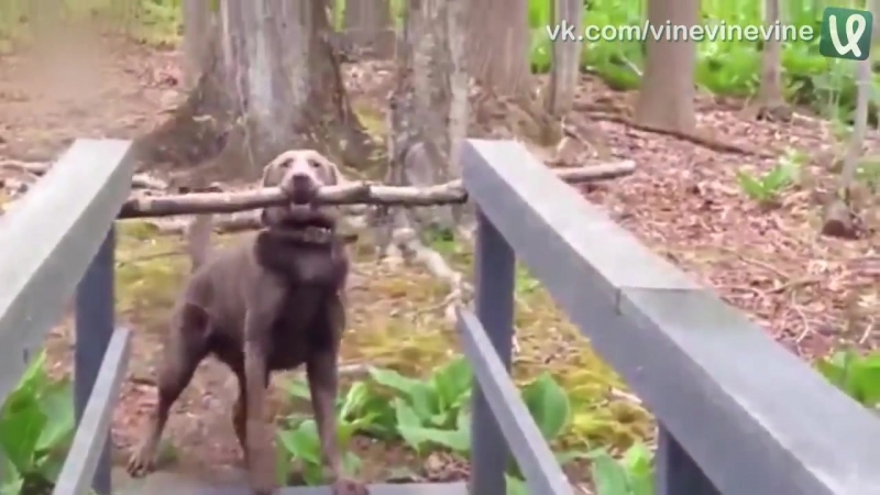 Молодые переносит палку через узкий мост