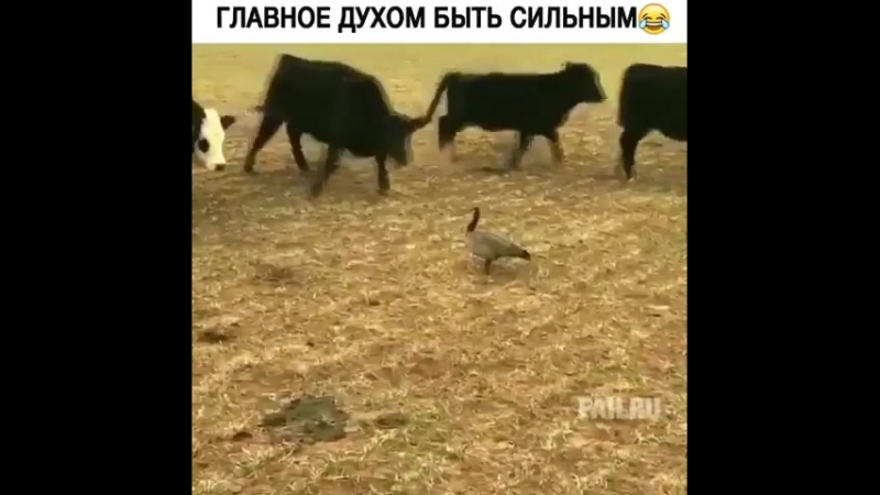 Сила духа