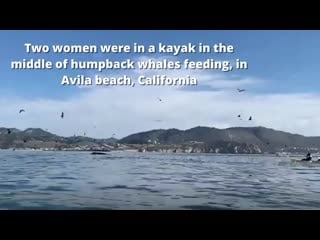 Humpback whale almost swallows kayakers near avila beach