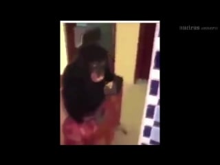 Smoked a monkey nakurili obezyanu ekhkryx8ioy mp4